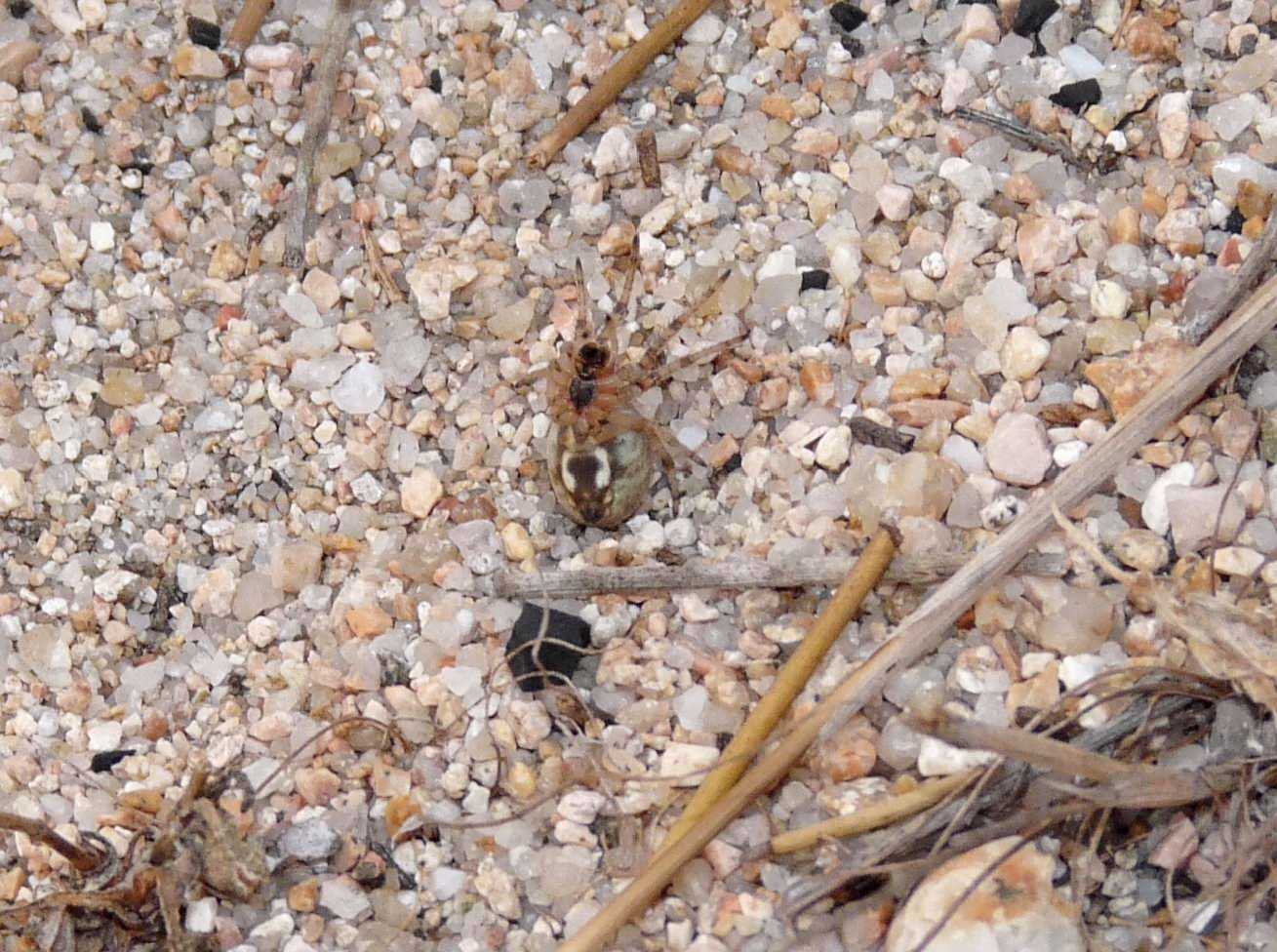 Pompilide con Larinioides sp.